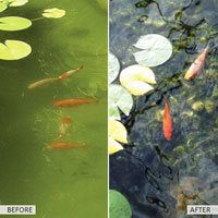 China Eco Pond Clear HT5611 supplier China manufacturer factory